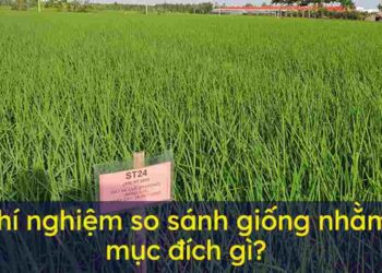 Cần phải thí nghiệm so sánh giữa các giống để biết cái nào tốt