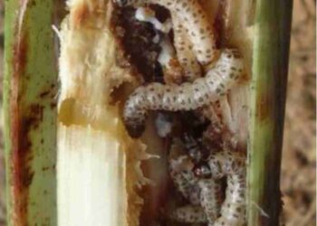 Sâu bệnh cực nguy hại cho cây trồng