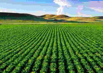 Đất trồng càng phì nhiêu thì thực vật càng tươi tốt