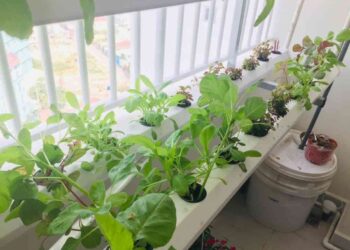 Mô hình trồng rau thủy canh rất được nhiều người dân lắp đặt