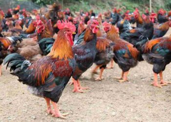 Hãy chăm sóc và phòng dịch cho gà thật tốt ở những giai đoạn đầu tiên