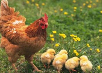 Gà ri thường có dáng lùn, lông vàng óng và đôi chân vàng