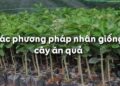 Các phương pháp nhân giống cây ăn quả ưu việt hiện nay
