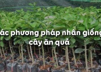 Các phương pháp nhân giống cây ăn quả ưu việt hiện nay