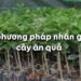 Các phương pháp nhân giống cây ăn quả ưu việt hiện nay