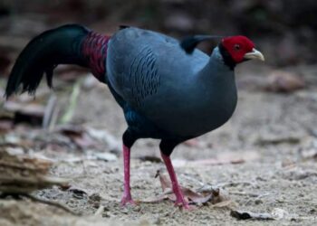 Các loại gà lôi phổ biến