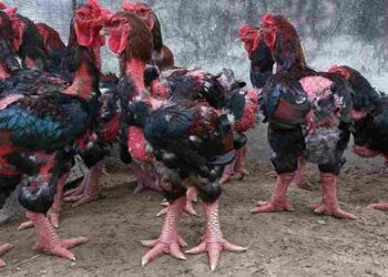 Chọn mua giống gà Đông Tảo