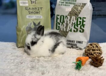 Hướng dẫn cách nuôi thỏ kiểng tại nhà đảm bảo an toàn