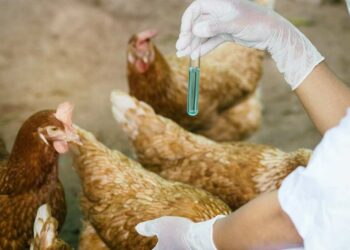 Chọn gà Ri giống 1 ngày tuổi