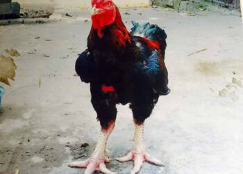 Đặc điểm gà hồ