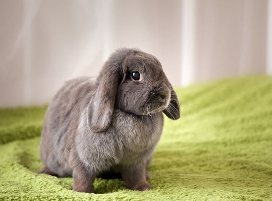Có nên nuôi thỏ không cần lưu ý những gì khi nuôi?