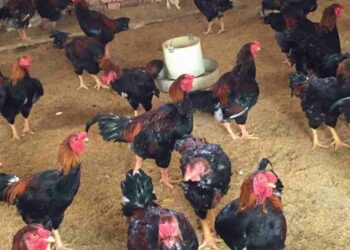 Gà lai hồ là con lai giữa gà bố là gà Hồ và gà mẹ Lương Phượng