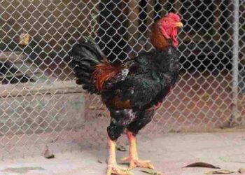 Gà Hồ là biểu tượng “linh kê” của 5 đức tính là: Văn – Võ – Dũng – Nhân – Tín