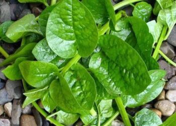 Mồng tơi - hạt giống rau ngắn