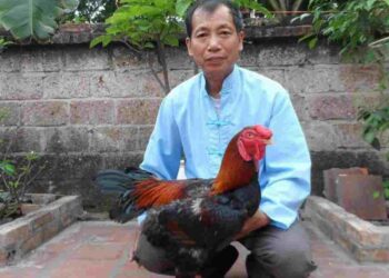 Chuẩn bị chuồng trại nuôi gà Hồ