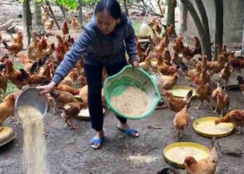 Trồng rau cỏ làm thức ăn nuôi gà lôi