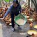 Trồng rau cỏ làm thức ăn nuôi gà lôi
