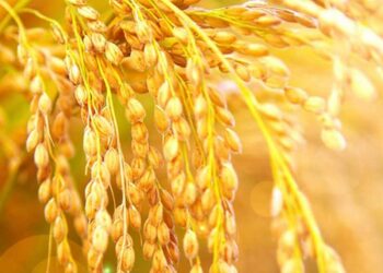 Gạo nếp cái hoa vàng với nhiều chất dinh dưỡng