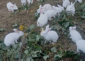 Kỹ thuật nuôi thỏ thả vườn - Tham khảo mô hình nuôi thỏ lớn