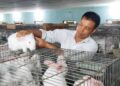 Nuôi thỏ trong nhà những kiến thức cần biết