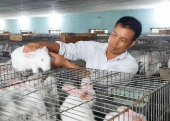 Nuôi thỏ trong nhà những kiến thức cần biết