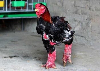 Những giá trị dinh dưỡng của gà đông tảo