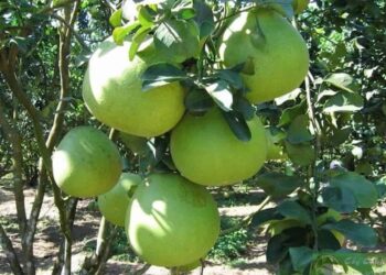 Bưởi là cây trồng dài ngày