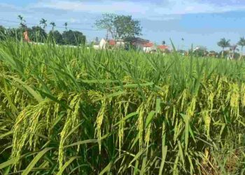 Giống lúa nếp Hương