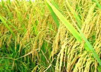 Sơ nét về cây lúa tẻ