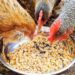 Thức ăn cho gà ri chắc thịt