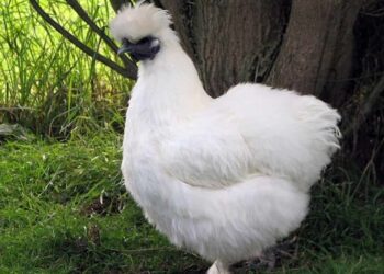 Cách chọn gà ác thuần chủng