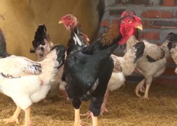 Cách nuôi gà Hồ