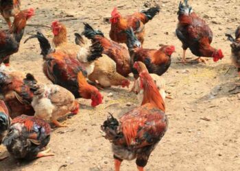 Gà hồ lai và gà hồ thuần chủng