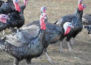 Cập nhật giá thịt gà tây