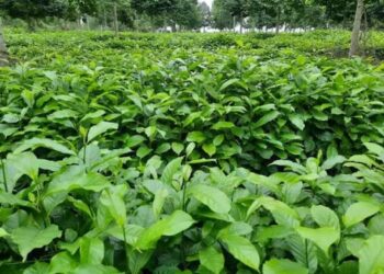 Kỹ thuật trồng cây hạt dổi