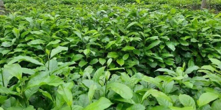 Kỹ thuật trồng cây hạt dổi