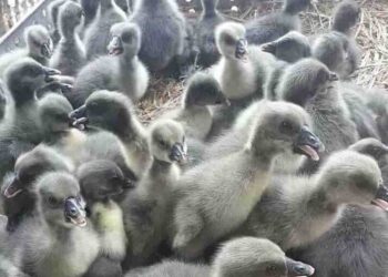 Cách chọn ngỗng con