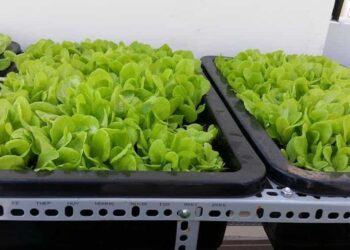 Cách sử dụng khay nhựa trồng rau hiệu quả nhất hiện nay!