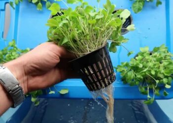 Cách trồng rau mầm thủy canh đơn giản, năng suất cao tại nhà