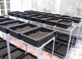 3 cách sử dụng chậu trồng rau thông minh, tiết kiệm nhất