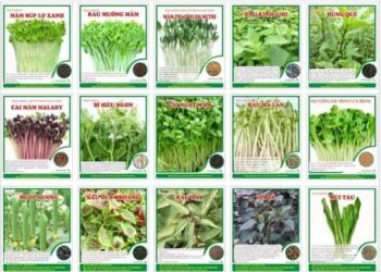 4 loại hạt giống rau mầm dễ trồng, bổ dưỡng bạn có thể tham khảo
