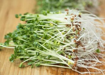 Hướng dẫn trồng rau mầm bằng khăn giấy ngon tốt cho sức khỏe