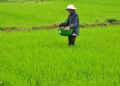 Kỹ thuật và cách bón phân cho lúa dành cho bà con nông dân