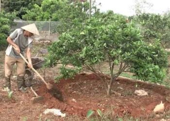 Cách bón phân thúc cho cây ăn quả sao cho hiệu quả nhất