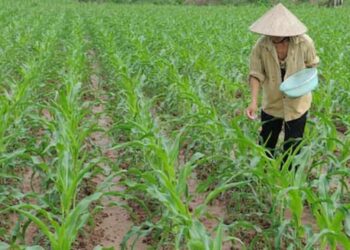 Chăm sóc cây ngô (bắp) - Bón phân, nhu cầu dinh dưỡng của cây ngô