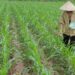 Chăm sóc cây ngô (bắp) - Bón phân, nhu cầu dinh dưỡng của cây ngô