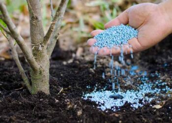 Bật mí 3 kỹ thuật bón lót cho cây ăn quả cho năng suất tốt