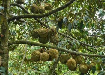 5 loại phân bón lót cho cây sầu riêng được nhà nông tin dùng