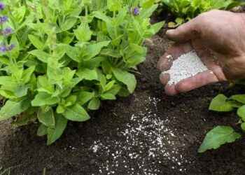 Vai trò của phân hữu cơ