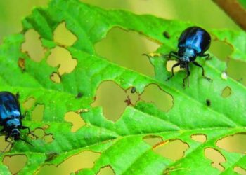 Sâu bọ là một trong các nguyên nhân gây các loại bệnh hại cây trồng